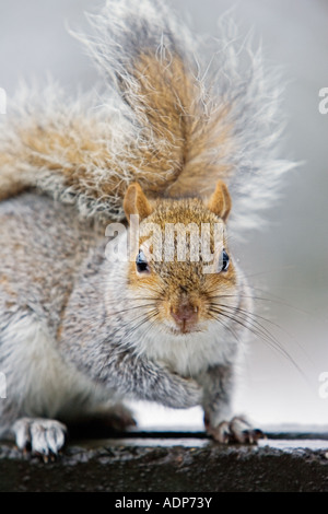 Grey squirrel on edge of rubbish bin in Hampstead Heath North London United Kingdom Stock Photo