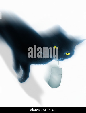 IT CONCEPT: Cat and Mouse Stock Photo