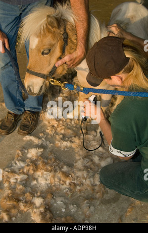 Miniature Horse foal gets her first clipping Stock Photo