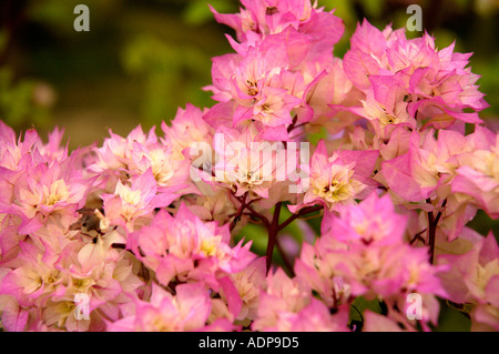 Bourganvilia flowers at Poovar Island Resort Trivandrum Thiruvananthapuram Kerala India Stock Photo