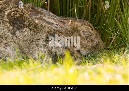 a Rabbit dying of myxamatosis on Lundy Island, Devon, UK Stock Photo