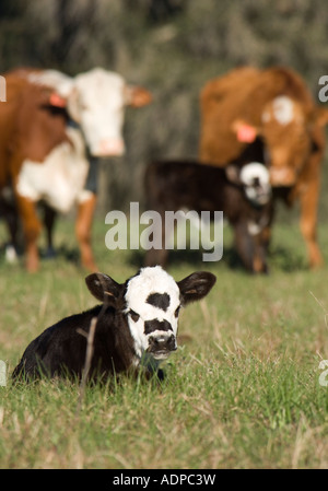 Commercial beef cattle with calves in pasture Stock Photo