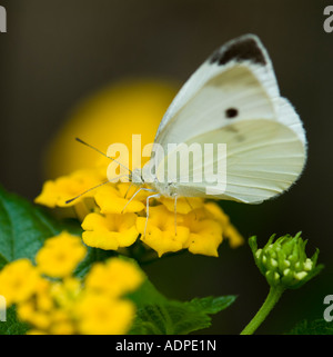 Cabbage White Butterfly (Pieris brassicae) on Lantana. Oklahoma, USA. Stock Photo