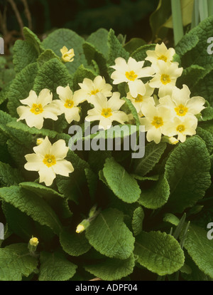 Primrose Primula vulgaris Stock Photo