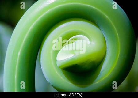 Unfurling fern fiddlehead in the mountain rainforests of Panama. Stock Photo