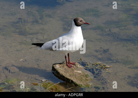 Black Headed Gull Standing on a Stone in Water Stock Photo