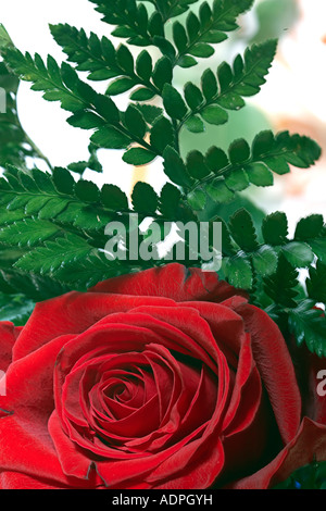 Close up of a red rose Stock Photo