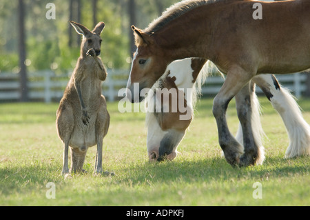 Horse with Kangaroo pasture buddy Stock Photo - Alamy