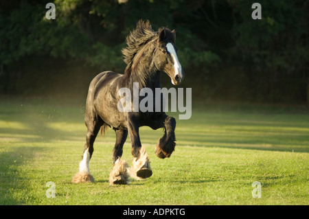 Shire Draft horse stallion Stock Photo