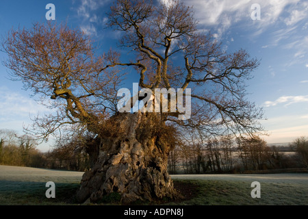 Judge Wyndham s Oak at Silton North Dorset on a frosty winter dawn