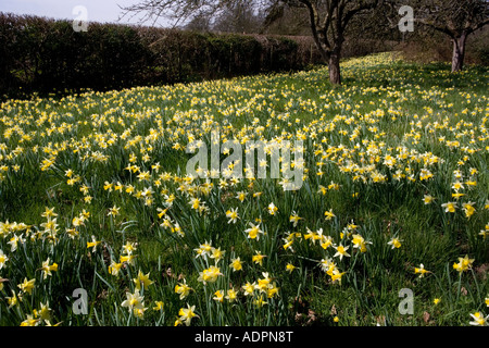 Wild daffodils Narcissus pseudonarcissus in huge quantity in old fields near Dymock in Gloucestershire Gwen Vera s fields Stock Photo