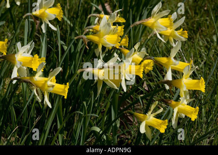 Wild daffodils Narcissus pseudonarcissus Gloucestershire Stock Photo