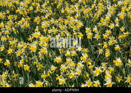Wild daffodils Narcissus pseudonarcissus in huge quantity in old fields near Dymock in Gloucestershire Gwen Vera s fields Stock Photo