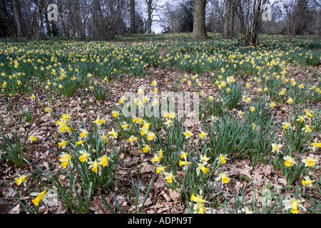 Wild daffodils Narcissus pseudonarcissus in huge quantity in old woods near Dymock in Gloucestershire Shaw Common Wood Stock Photo