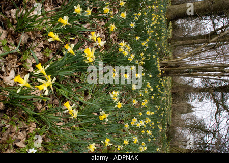 Wild daffodils (Narcissus pseudonarcissus) in huge quantity in old woods near Dymock in Gloucestershire, England, UK Stock Photo