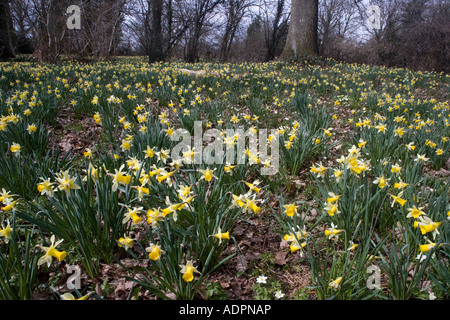 Wild daffodils Narcissus pseudonarcissus in huge quantity in old woods near Dymock in Gloucestershire Shaw Common Wood Stock Photo