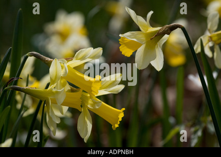 Wild daffodils (Narcissus pseudonarcissus) close-up, Gloucestershire, UK Stock Photo