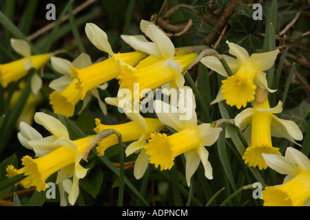 Wild daffodils on roadside verge Narcissus pseudonarcissus Gloucs Stock Photo