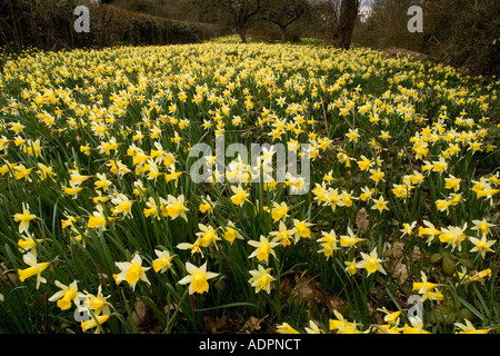 Wild daffodils Narcissus pseudonarcissus in huge quantity in old fields near Dymock in Gloucestershire, nature reserve Stock Photo