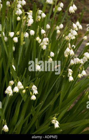 Summer snowflake, Leucojum aestivum ssp pulchellum, south west european form commonly grown in gardens Stock Photo