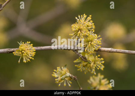 Cornelian cherry (Cornus mas) in flower, close-up, Greece, Europe Stock Photo