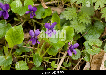 Sweet violet, Viola odorata In woodland Dorset Stock Photo