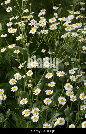 Costmary, or Alecost, Tanacetum balsamita An old culinary and medicinal herb Garden Stock Photo