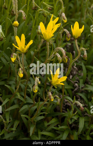 Marsh saxifrage Saxifraga hirculus Stock Photo