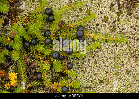 Hermaphrodite form of crowberry Empetrum hermaphroditum E nigrum ssp hermaphroditum in fruit Norway Stock Photo
