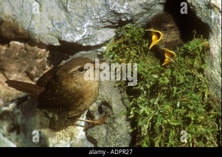feeding wren alamy chicks moss nest birds young