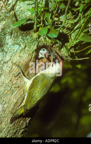 Male Green Woodpecker arriving at nest with food Stock Photo