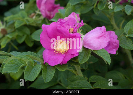 Japanese rose, Rosa rugosa, Garden plant Stock Photo