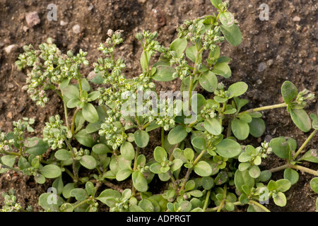 Four leaved allseed, Polycarpon tetraphyllum, Rare coastal plant in UK Stock Photo