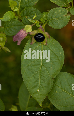 Deadly nightshade, Atropa belladonna, poisonous plant Hants Stock Photo