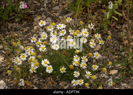 Scentless mayweed, Tripleurospermum inodorum, Matricaria perforata Cornfield weed Dorset Stock Photo