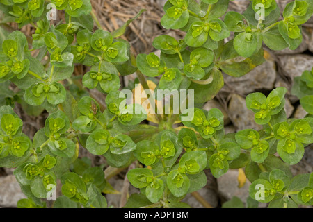 Broad leaved spurge, Euphorbia platyphyllos Stock Photo