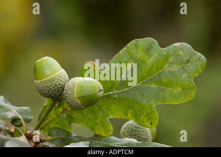 Acorns of common oak or durmast oak Quercus robur Dorset Stock Photo