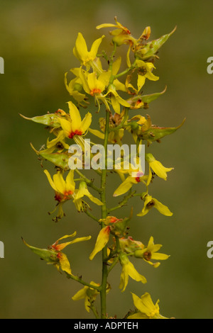 Golden rain tree or Pride of India, Koelreuteria paniculata Stock Photo