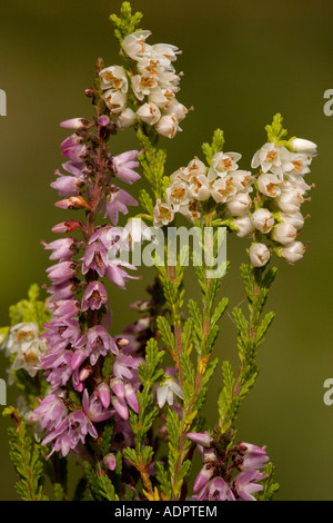 Common heather or ling in flower with normal and white forms Calluna vulgaris Stock Photo