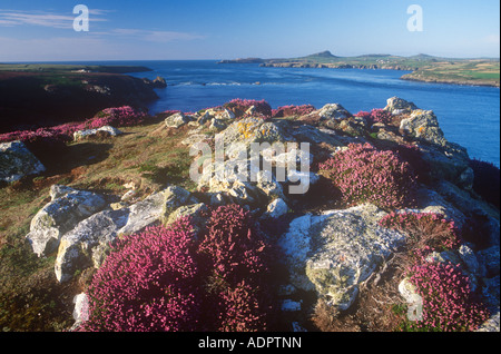 Ramsey Island Pembrokeshire Dyfed West Wales UK Stock Photo