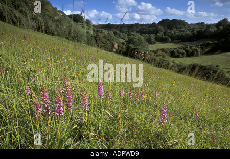 Fragrant orchids on chalk downland a Site of Special Scientific Interest at Magpie Bottom in Kent England Stock Photo