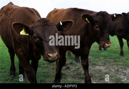 red poll dairy cattle on the bayfield hall estate, north norfolk ...