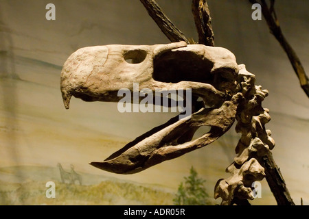 paraphysornis brasiliensis Stock Photo 13475445 Alamy