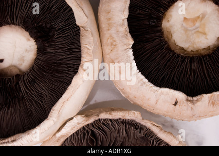 Undersides of three large flat mushrooms showing gills and stem Stock Photo