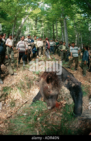 Dead european brown bear with hunters, Domnesti, Carpathian Mountains, Romania Stock Photo