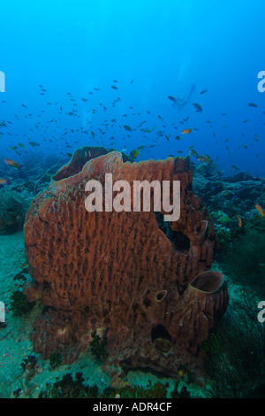 Giant barrel sponge Xestospongia testudinaria Apo island Marine Reserve Philippines Stock Photo