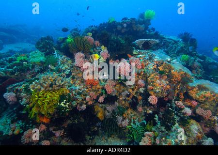 Colorful sponges corals and feather stars share every centimeter of the reef at Coconut point Apo island Philippines Stock Photo