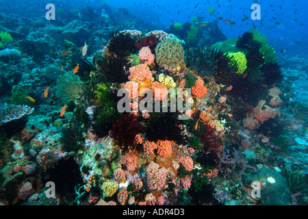 Colorful sponges corals feather stars and fish share the reef at Coconut point Apo island Marine Reserve Philippines Stock Photo