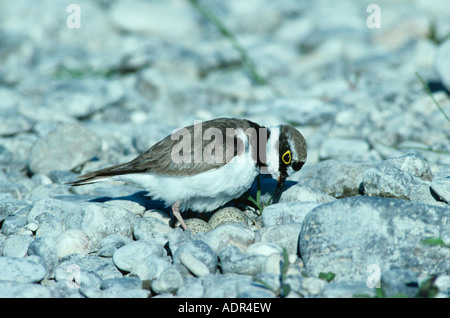 Little Ringed Plover Charadrius dubius male on nest with eggs Scrivia River Italy June 1993 Stock Photo