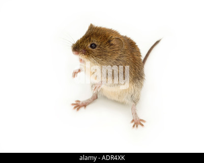 common brown mouse Stock Photo